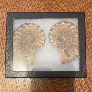 Elegant Brown Ammonite Fossil Display